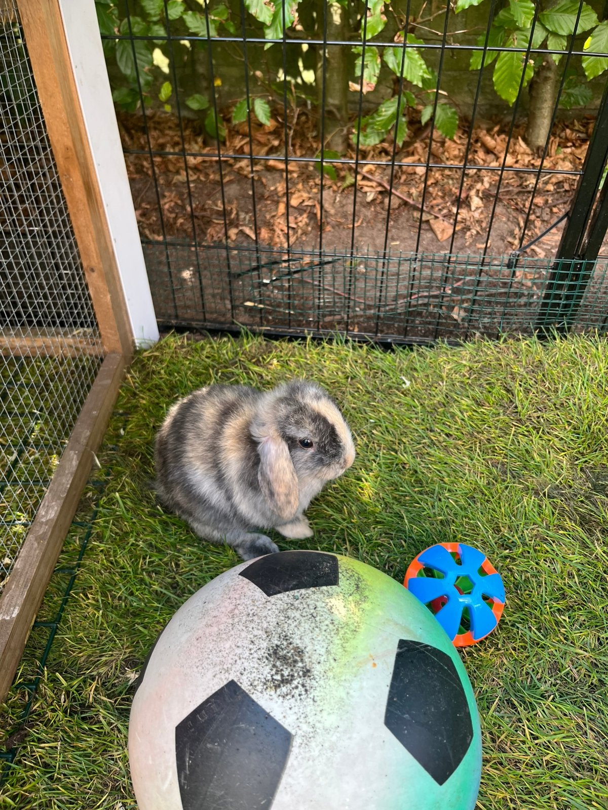 Baby dwerg hangoor konijntjes!, Dieren en Toebehoren, Meerdere dieren, Dwerg, Hangoor