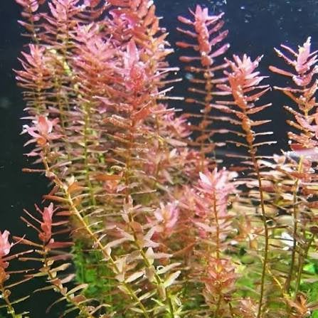 Aquariumplant - Rotala Rotundifolia Red, Ophalen, Plant(en), Steen of Hout