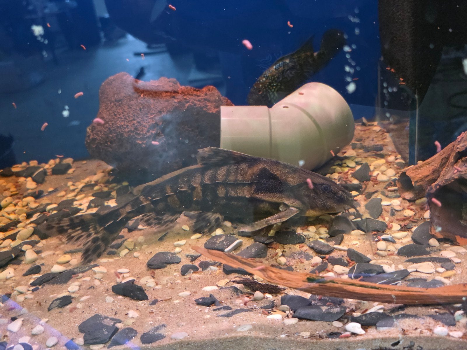 Megalodoras uramoscopus aquarium vis, Vis