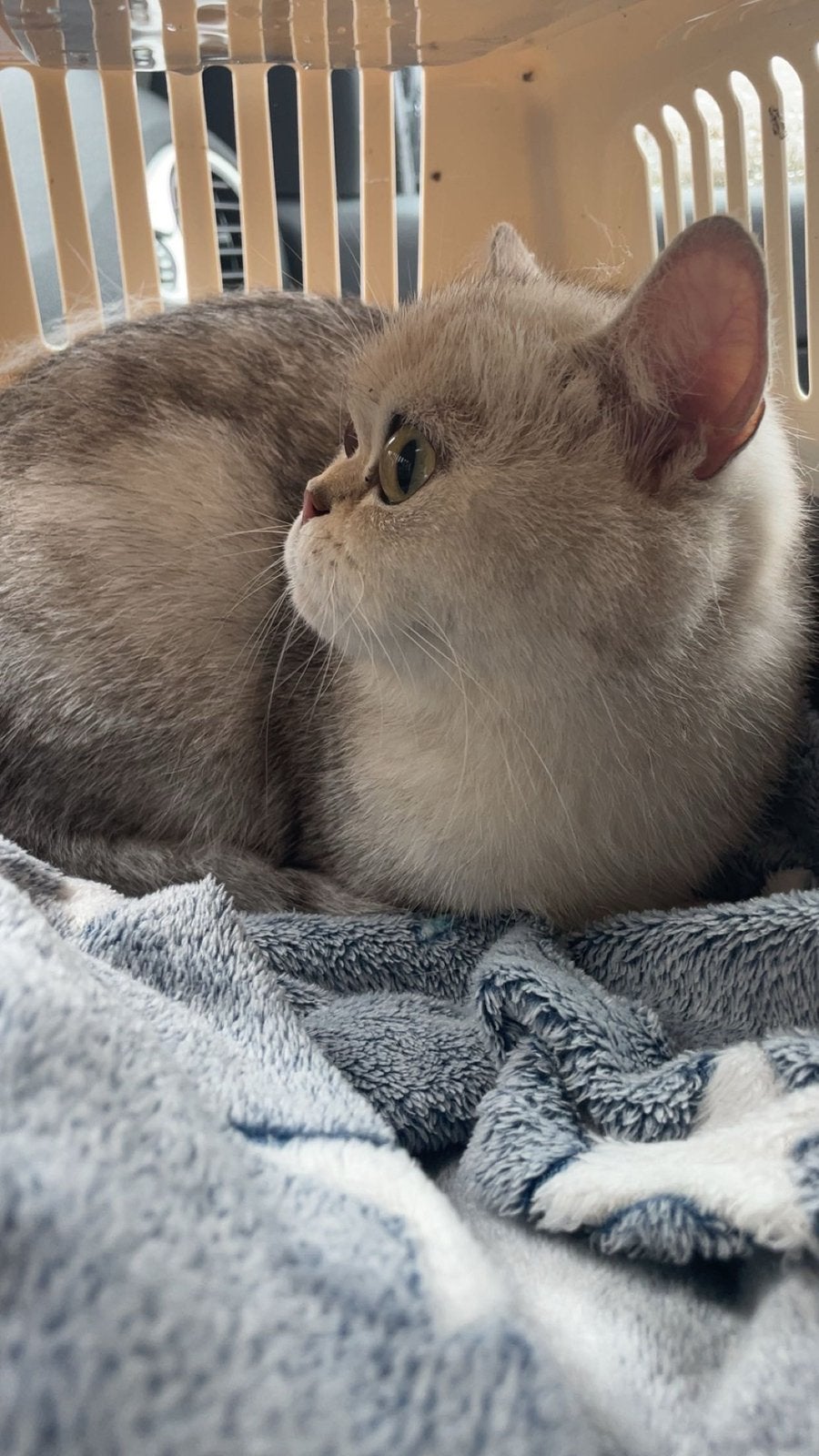 Britse korthaar bijna 3 jaar, Poes, Ingeënt