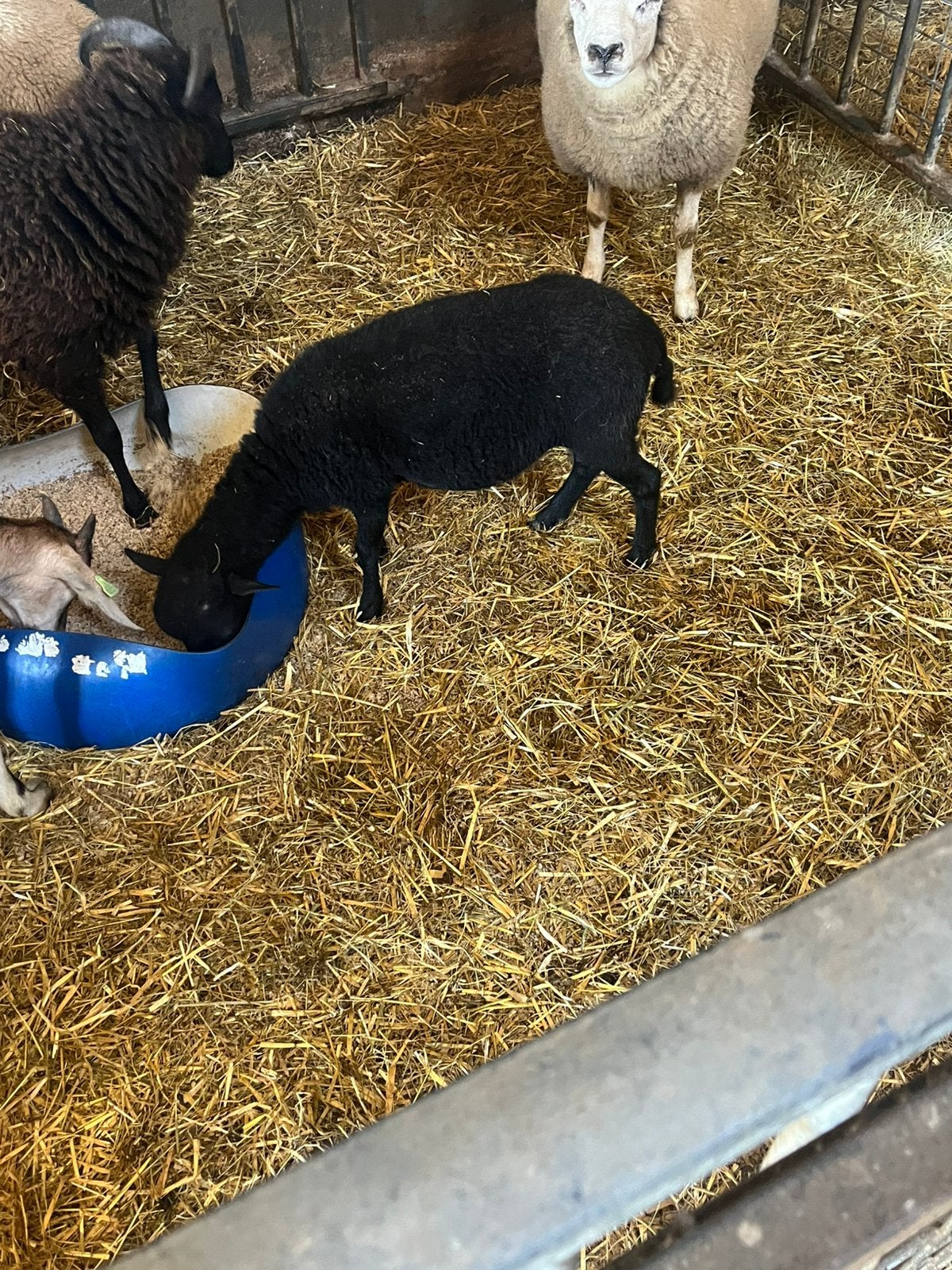Mini schapen quessant, Vrouwelijk, Schaap