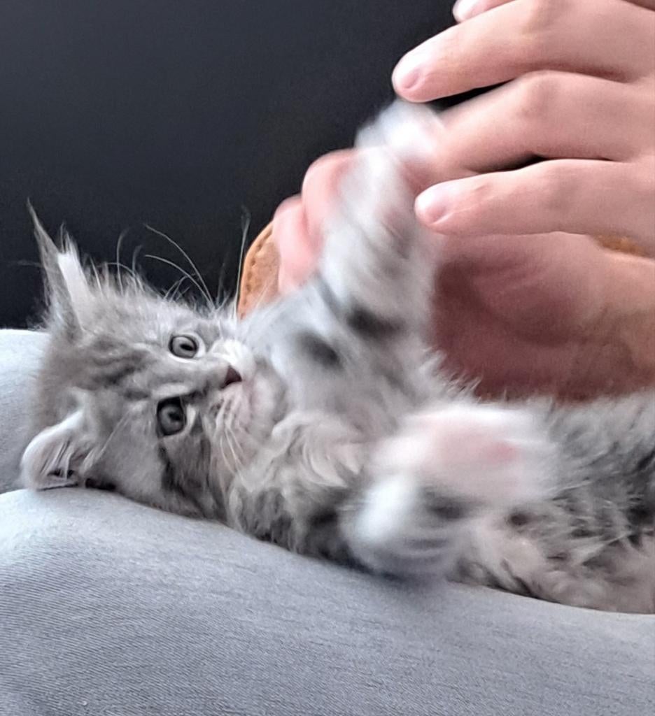 Maine coon kittens - katertje - raszuiver, Meerdere dieren, Gechipt, 0 tot 2 jaar