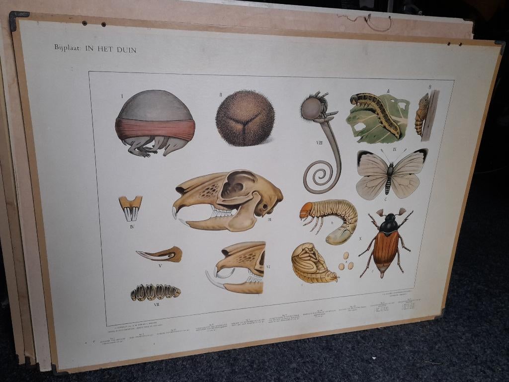 SCHOOLPLAAT BIJPLAAT IN HET DUIN, Antiek en Kunst, Ophalen of Verzenden, Natuur en Biologie