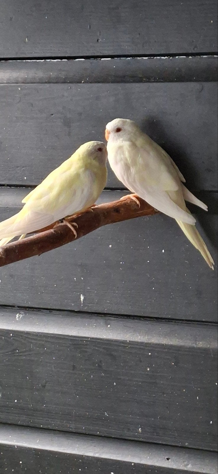 splendids, Vrouwelijk, Parkiet