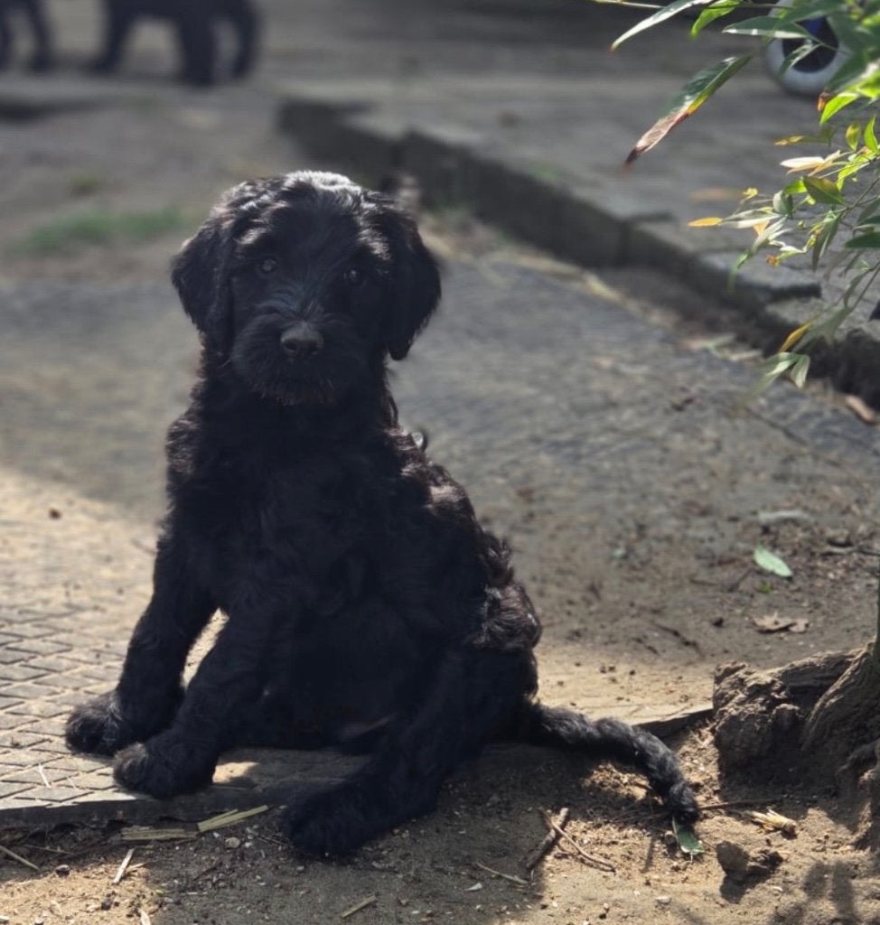 Mooie, gezonde zwarte labradoodle pups!, Nederland, Parvo, Overige rassen, 8 tot 15 weken