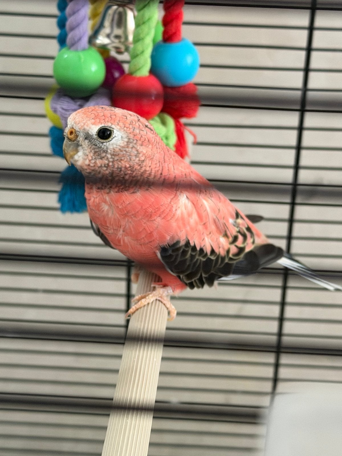 Dwergpapegaaien te koop, Ophalen, Metaal, Vogelkooi