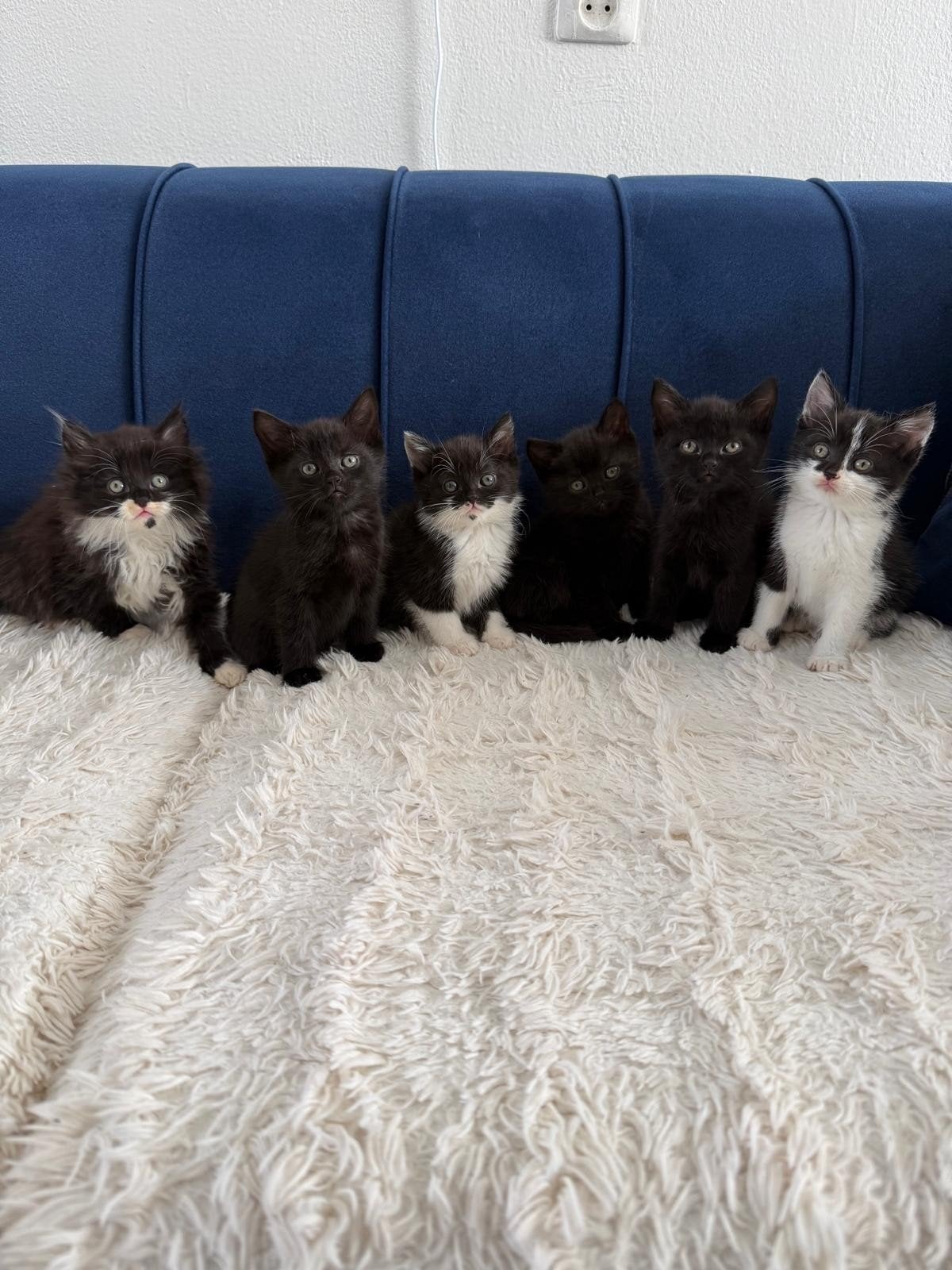 Prachtige kittens, Meerdere dieren, 0 tot 2 jaar