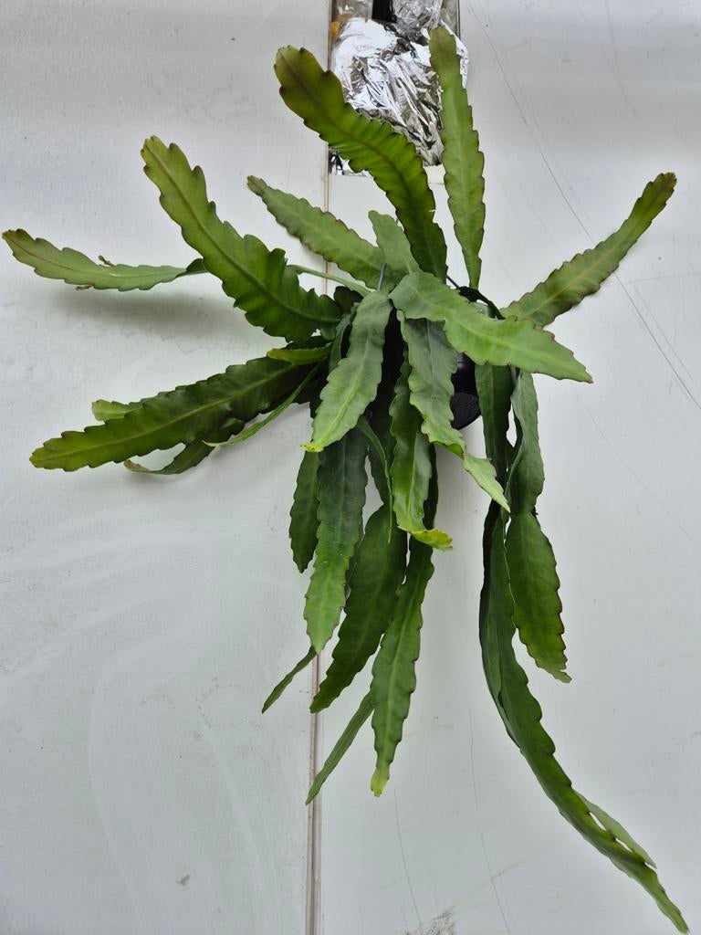 Epiphyllum ... Fruhlingsgold p14 XXL