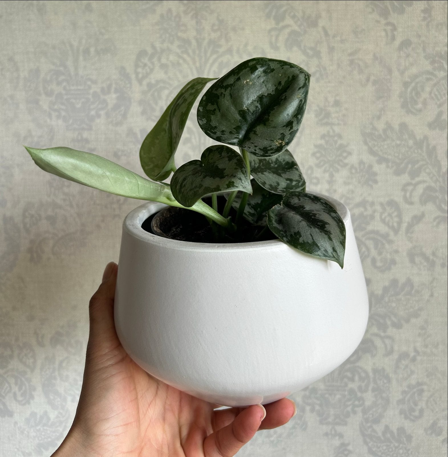 Hangplant: Scindapsus pictus, Ophalen, Overige soorten, Halfschaduw, Minder dan 100 cm