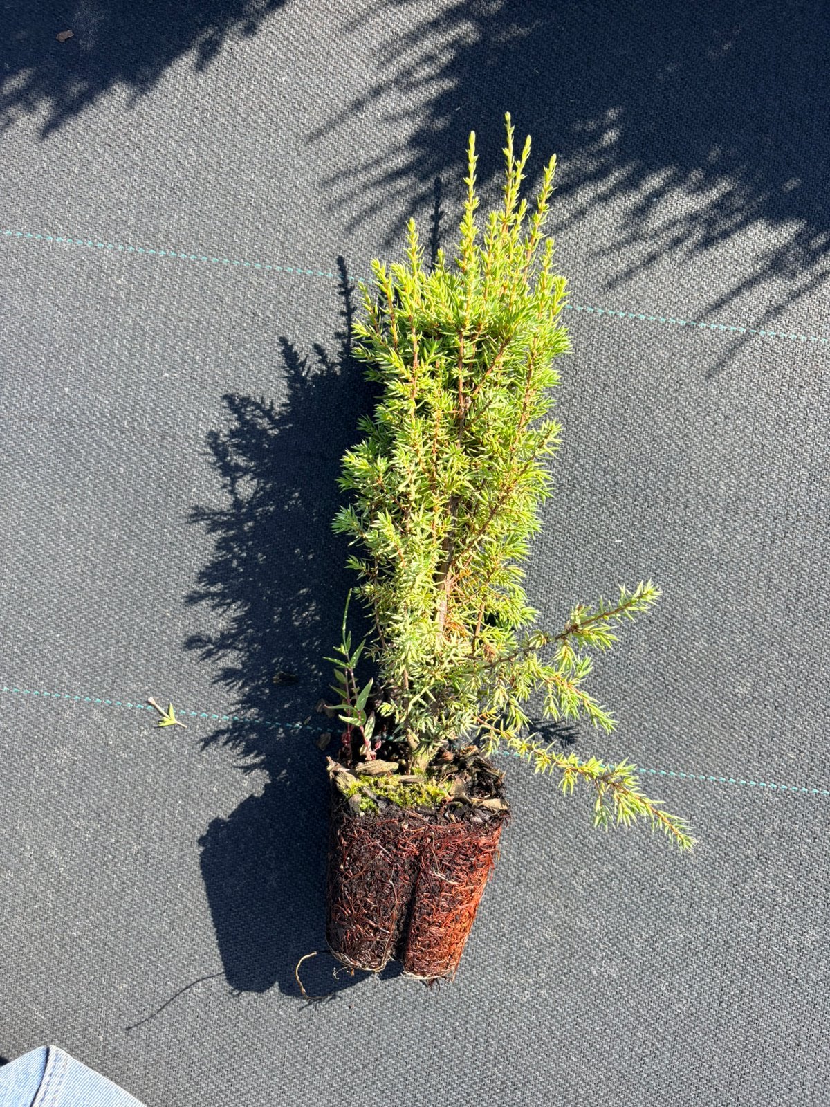 Juniperus Communis Arnold, Tuin en Terras, Planten | Tuinplanten, Ophalen of Verzenden, Overige soorten, Volle zon