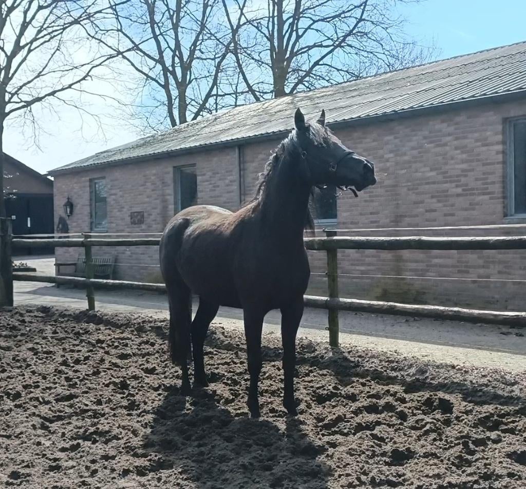Te koop 3-jarig dressuurpaard, Merrie, Met stamboom, Dressuurpaard, 3 tot 6 jaar