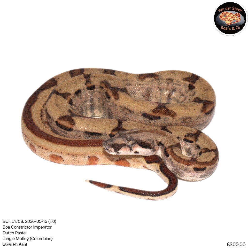 Boa Constrictor Imperator Litter 01 2026 Boa Constrictor photo 6
