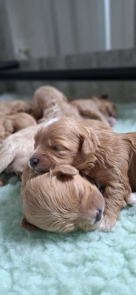 9 Prachtige Maltipoo x  Toy poedel  pups allen bruin, Parvo, Overige rassen, 8 tot 15 weken, Meerdere