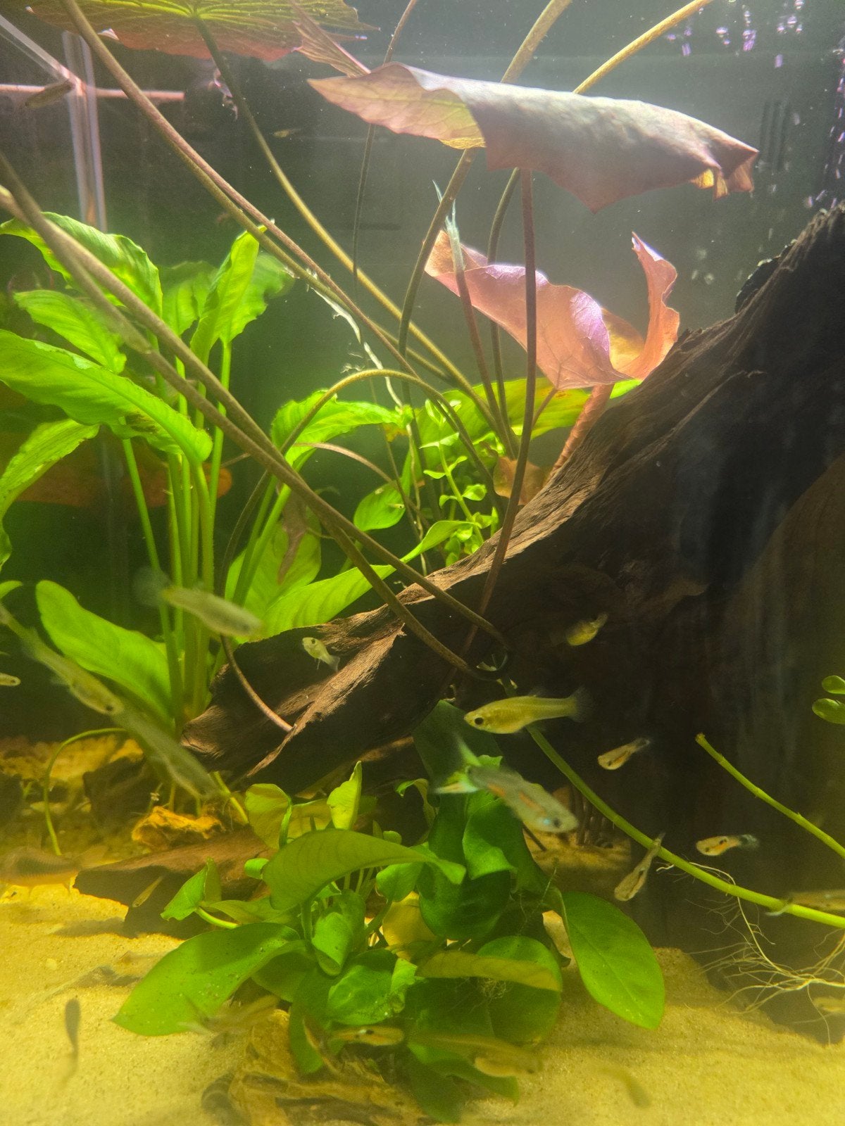 Diverse aquariums te koop, Dieren en Toebehoren, Vis