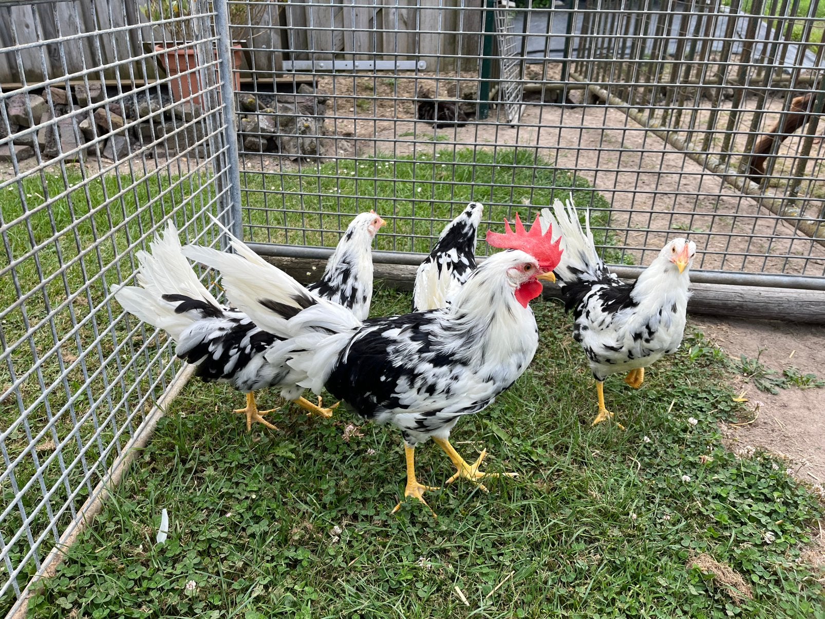 TE KOOP BONTE LEGHORN KIPPEN GROOT SOORT, Dieren en Toebehoren, Pluimvee, Meerdere dieren, Kip