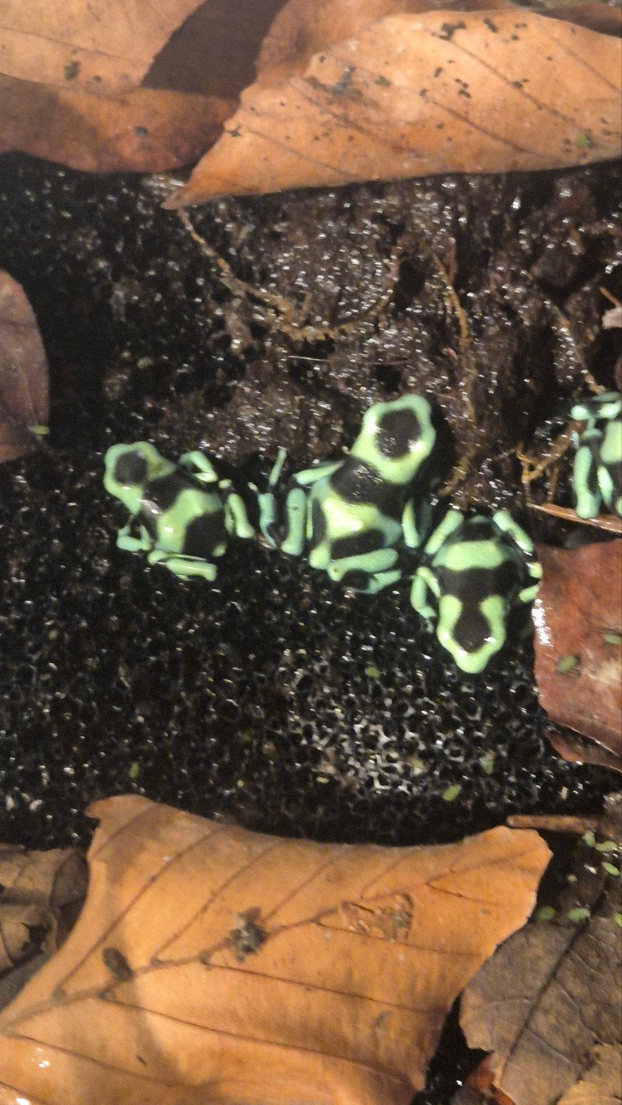 Naweek dendrobates  auratus Costa rica, Amfibie, 0 tot 2 jaar