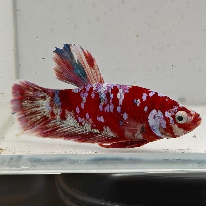 Betta splendens man 26, Dieren en Toebehoren, Vis