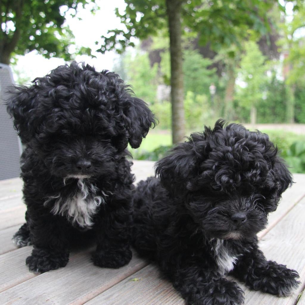 Lieve Maltipoo pups gesocialiseerd, Overige rassen, 8 tot 15 weken, CDV (hondenziekte), Meerdere