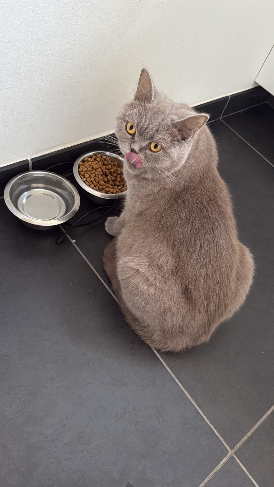 Mooie 3 jarige britisch korthaar poes, Poes
