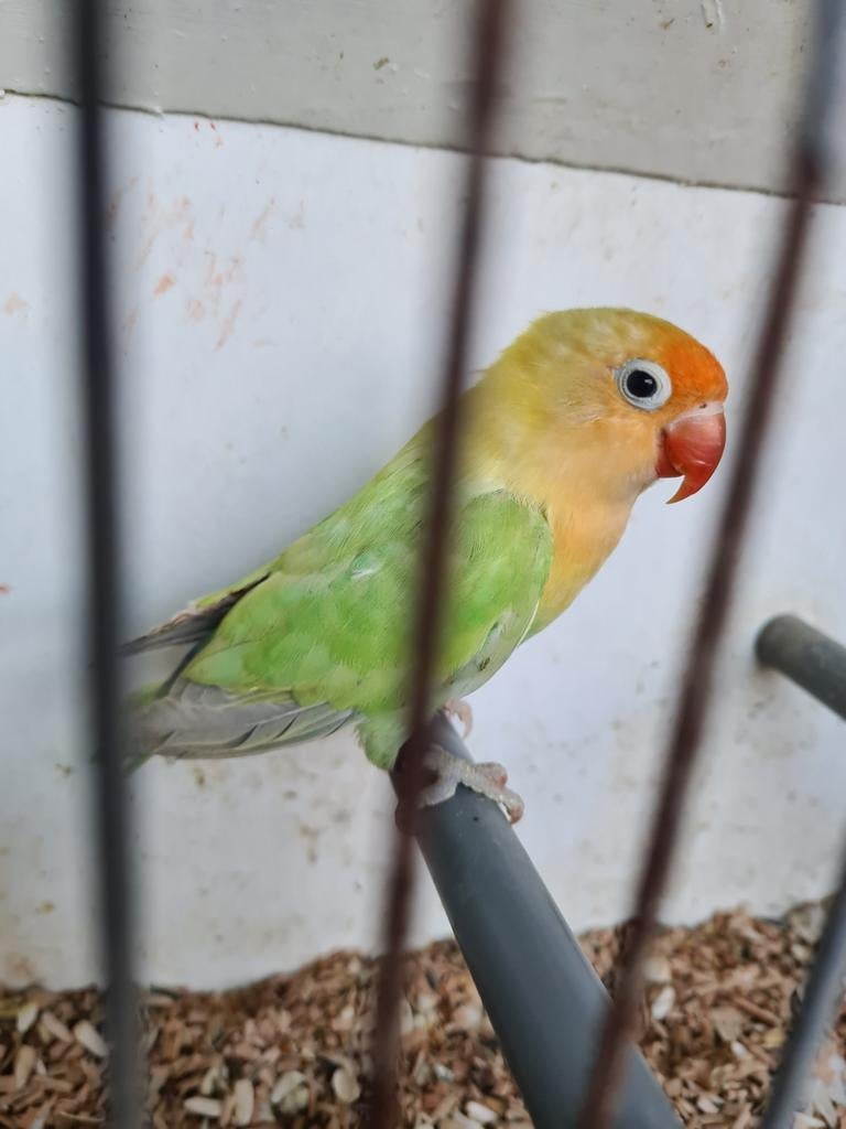 Dd parbleu dilute opaline  fischerie, Dieren en Toebehoren, Vogels | Parkieten en Papegaaien, Mannelijk, Dwergpapegaai of Agapornis
