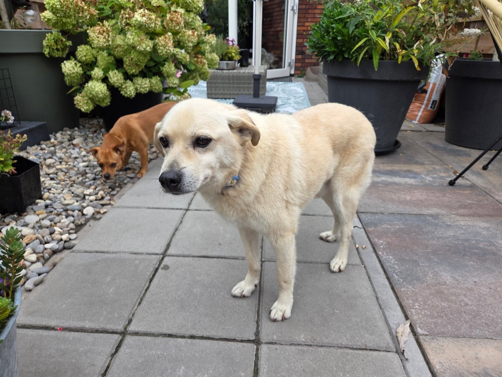 lieve Enzy ter adoptie!, 6 jaar of ouder, Particulier, Buitenland, Parvo