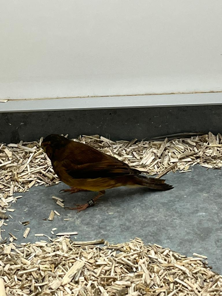 Bastaard Alario X Kanarie Man, Mannelijk, Bastaard