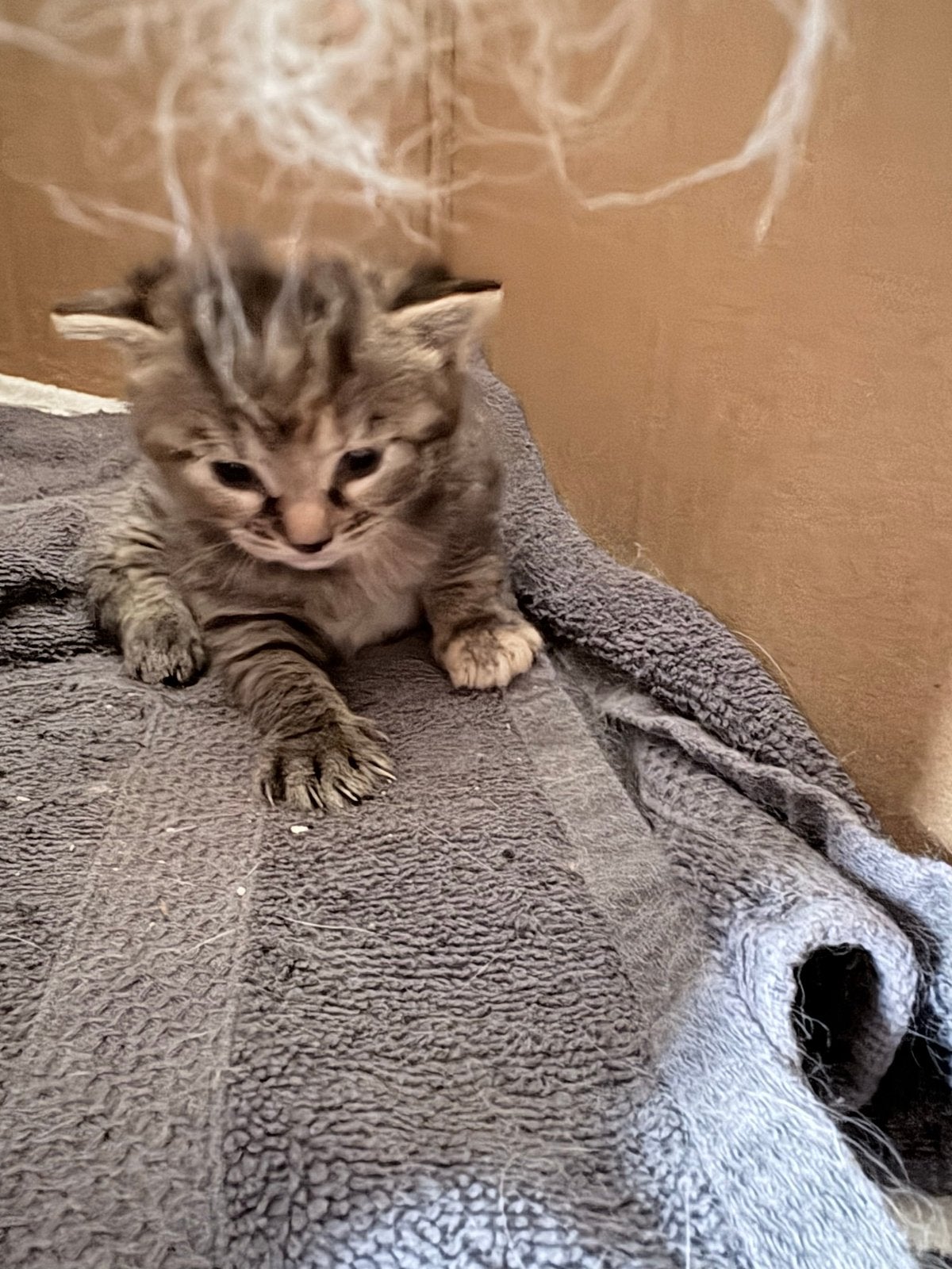 Te koop 1 poesje, Poes
