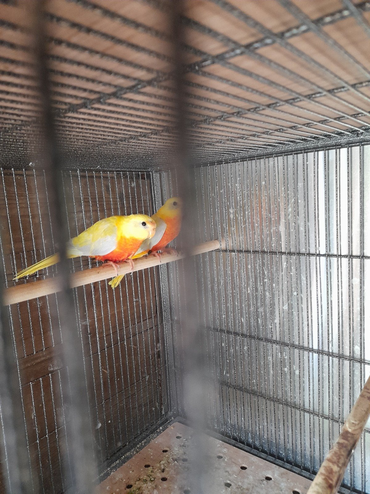 turquoisine, Dieren en Toebehoren, Meerdere dieren, Parkiet, Geringd