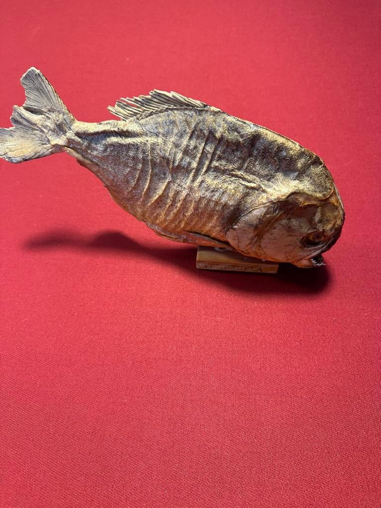 Piranha Venezuela, Ophalen, Beeldje of Figuurtje