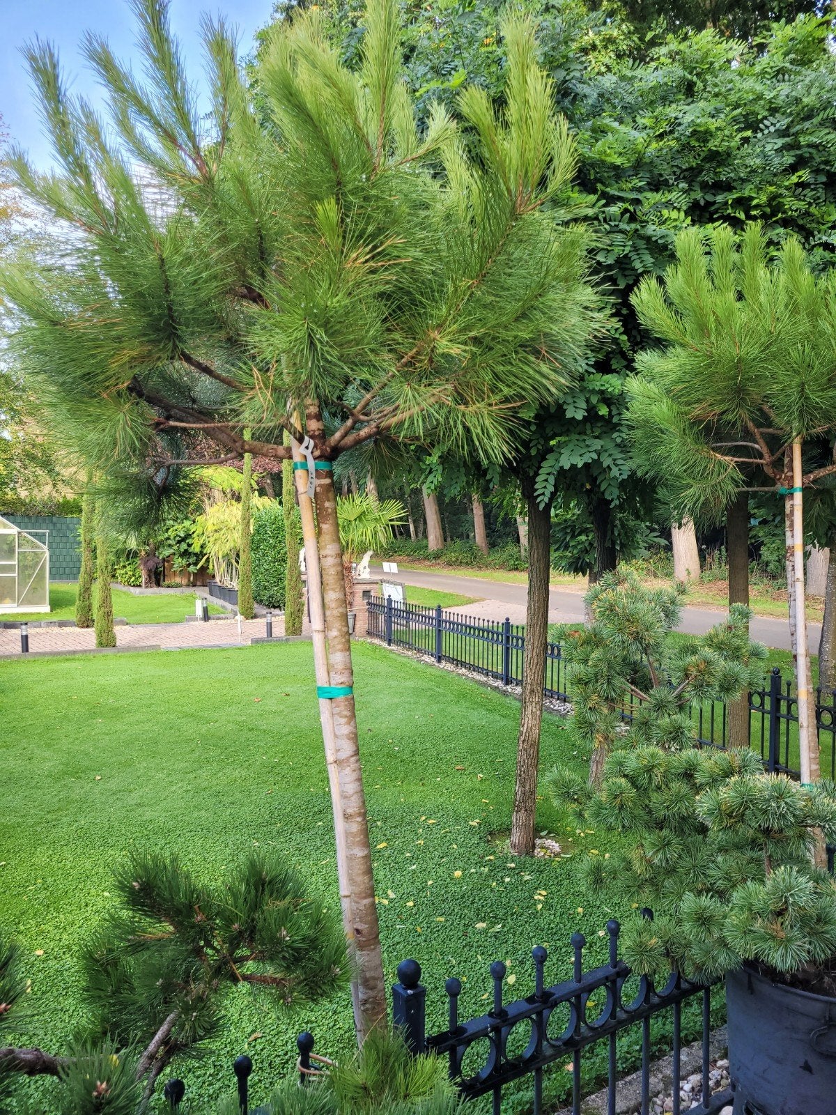 Pinus Pinea Hoogstam - Mediterrane Pijnboom, Bloeit niet, Overige soorten, 250 tot 400 cm, Ophalen