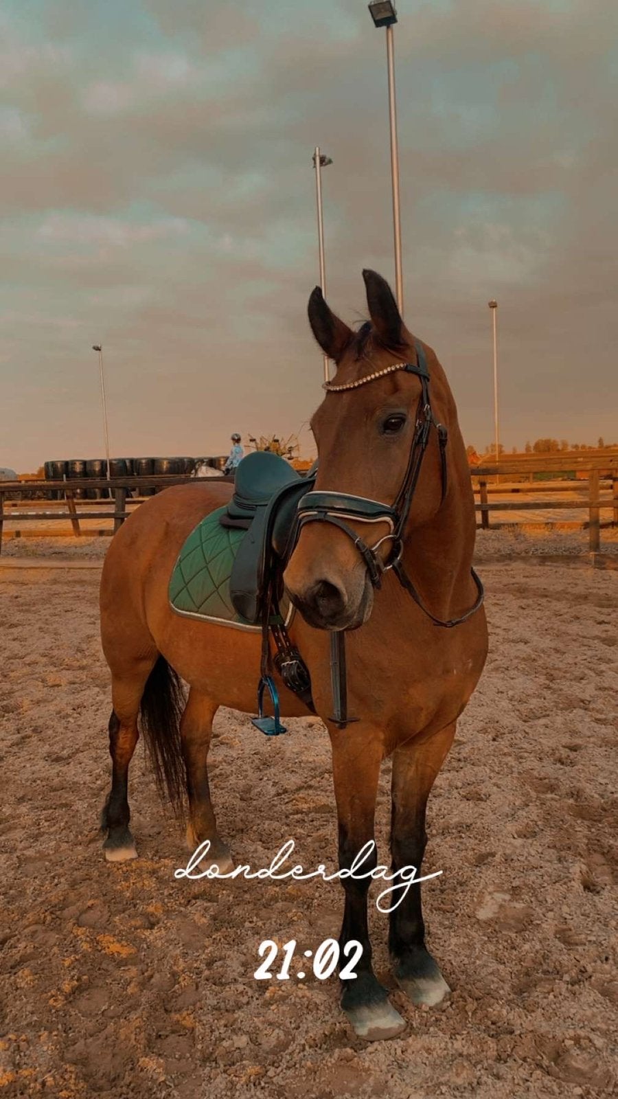 Mijdrecht, gezocht Verzorger / bijrijder 2 dagen, Dieren en Toebehoren, Paarden en Pony's | Overige Paardenspullen, Ophalen