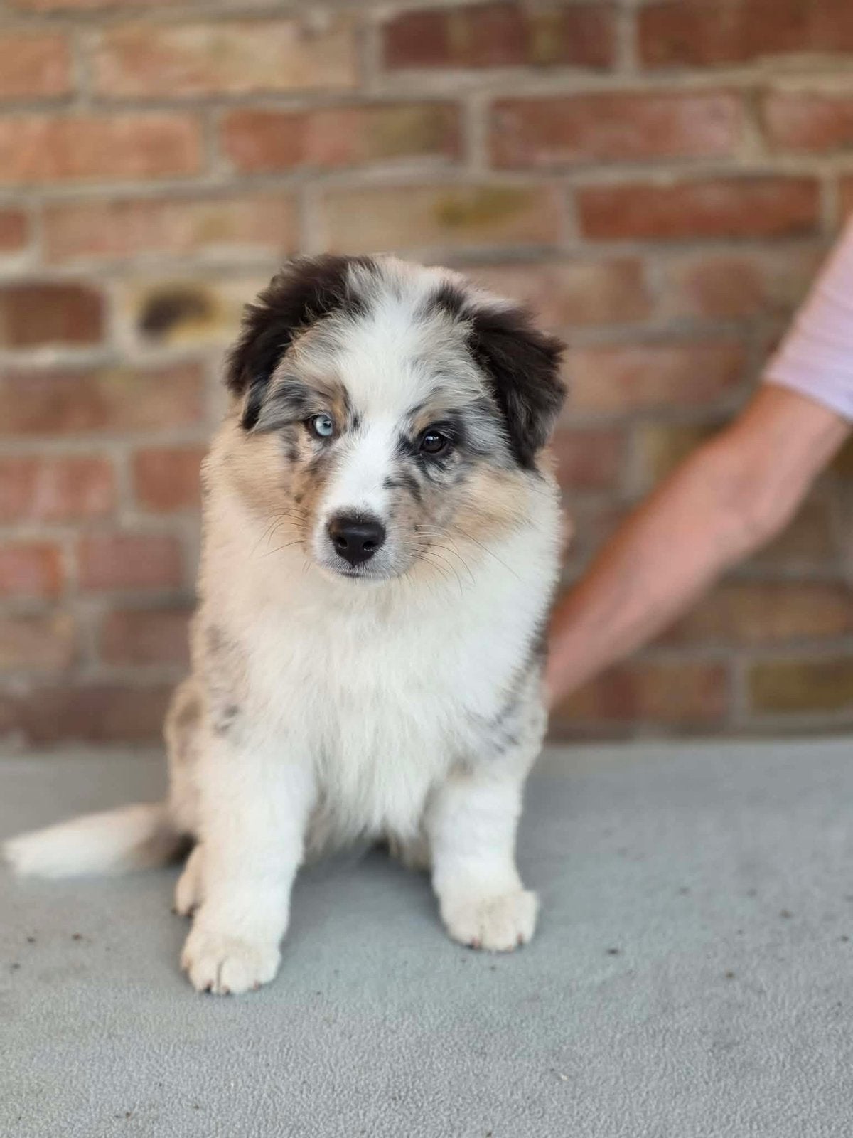 Miniature American Shepherd, Parvo, Sheepdog, Particulier, 8 tot 15 weken