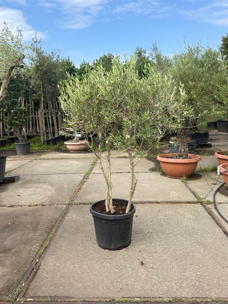 boom, Ophalen of Verzenden, Volle zon, Overige soorten, 100 tot 250 cm