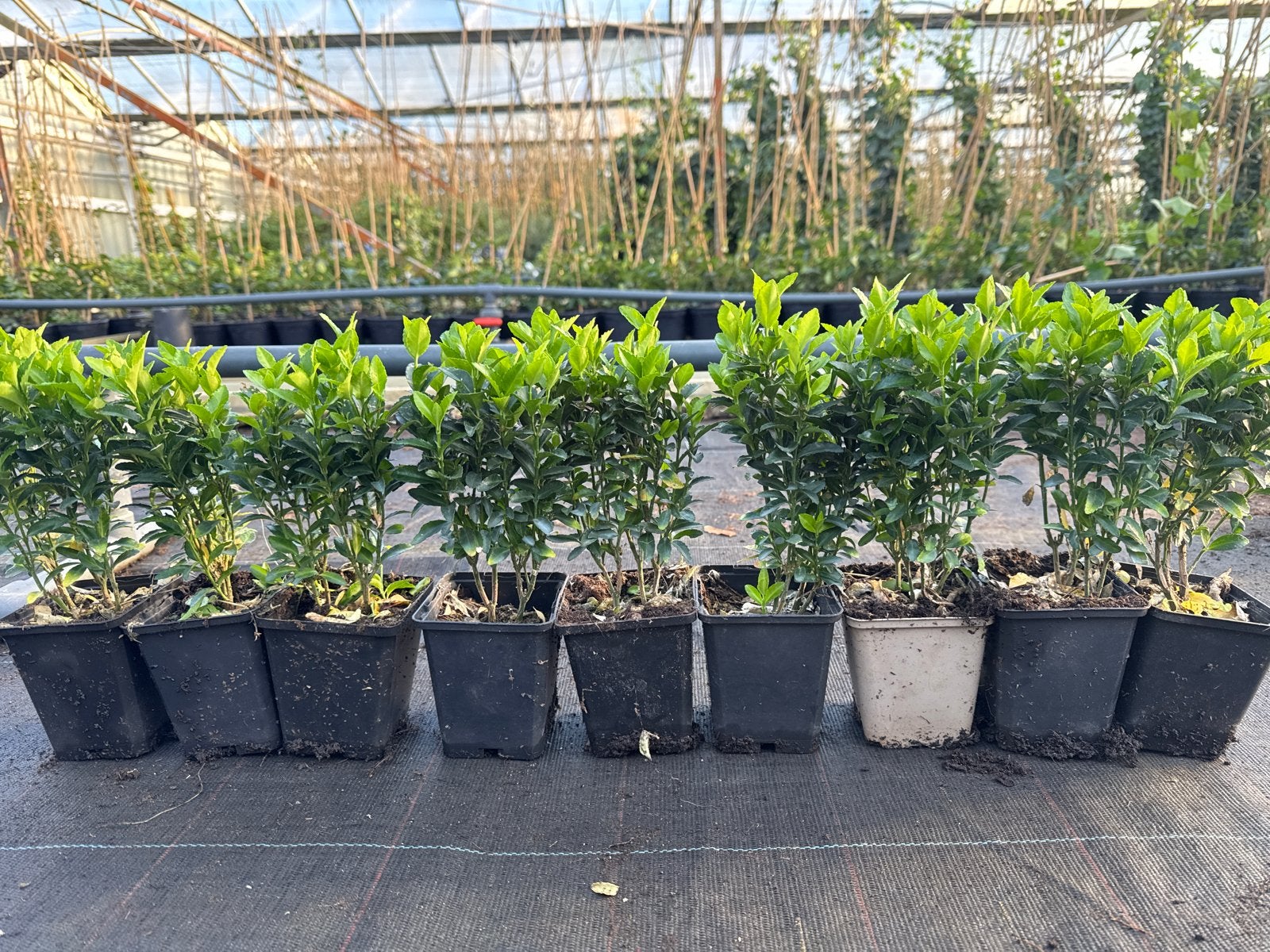 Euonymus Green Spire - 2 of 4 planten in pot, vanaf €0,69, Vaste plant, Bloeit niet, Halfschaduw, Ophalen