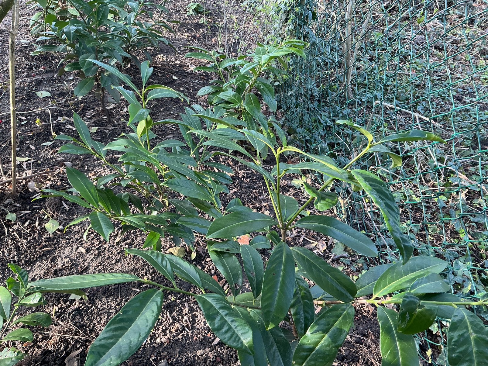 9 jonge Laurierstruiken, Ophalen, Laurier, 100 tot 250 cm