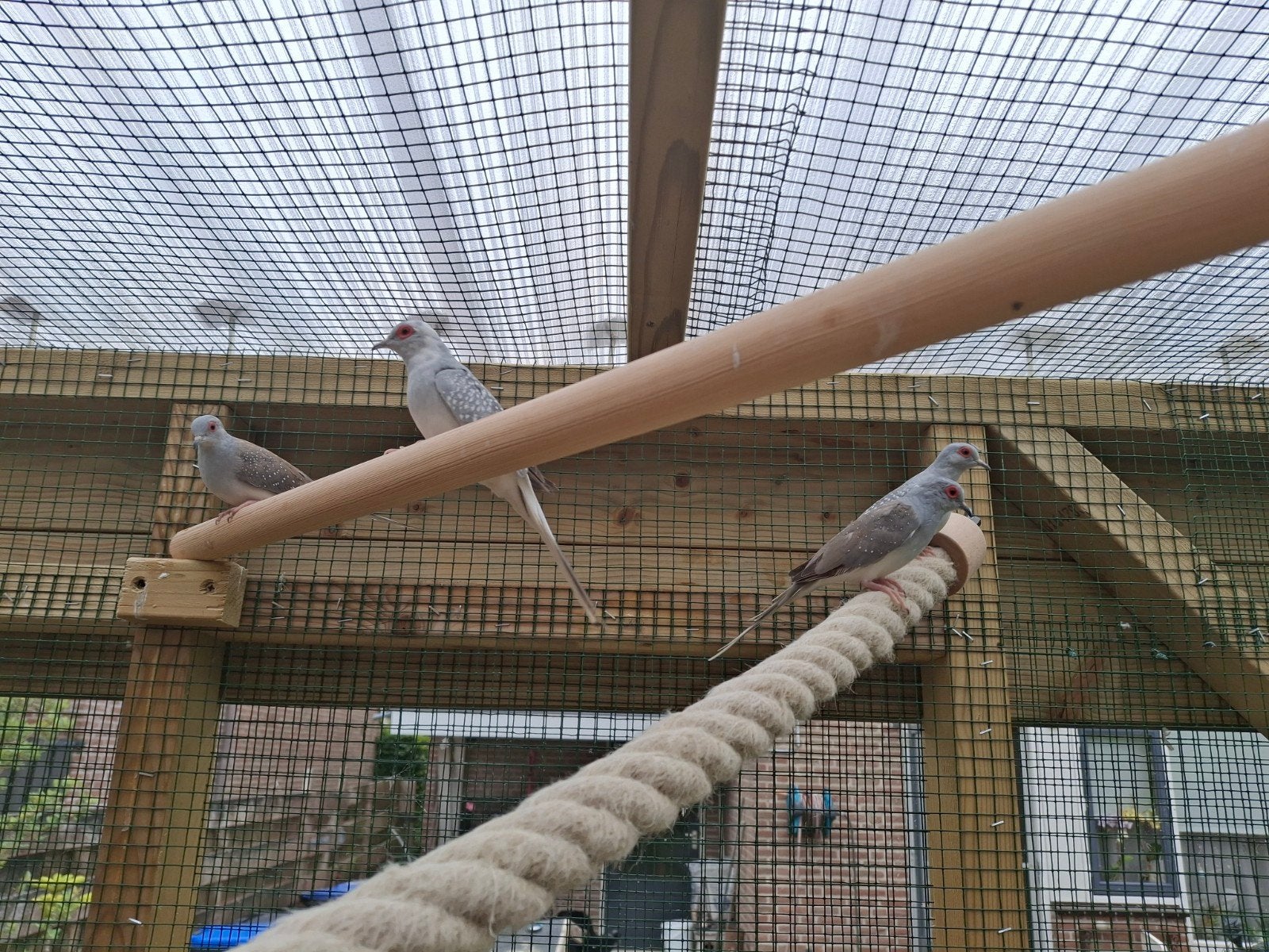 Diamantduifjes, Dieren en Toebehoren, Vogels | Overige Vogels, Meerdere dieren, Tropenvogel