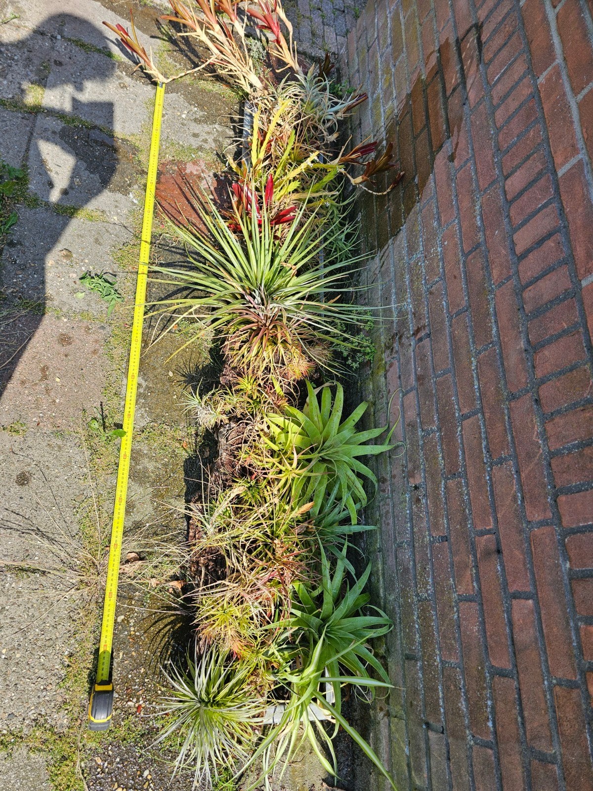 Tillandsia bak 160cm lang, Volle zon, Vaste plant, Zomer, Ophalen