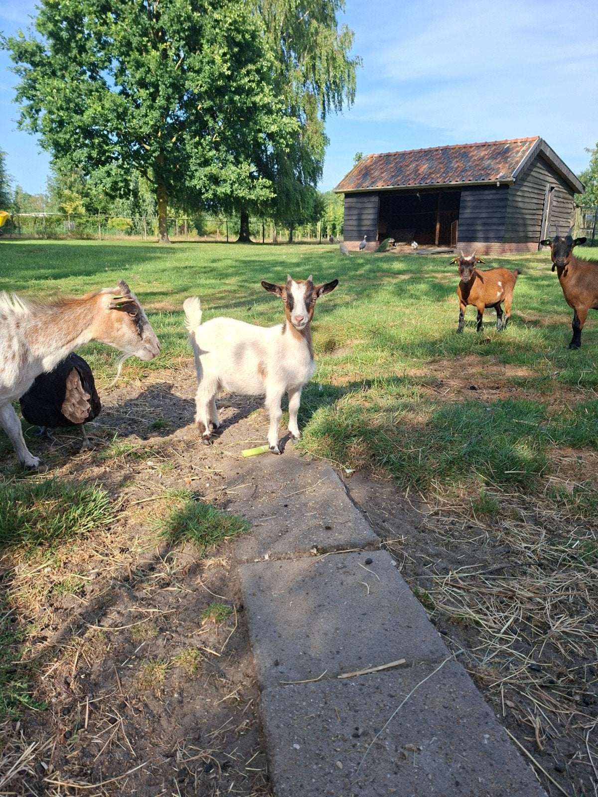 Dwergeit 4 maanden, Dieren en Toebehoren, Vrouwelijk, Geit, 0 tot 2 jaar