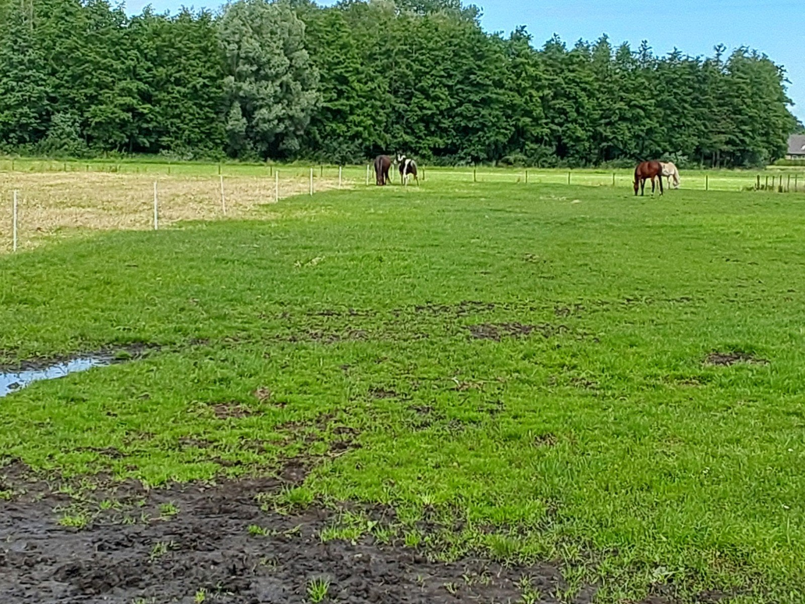 plekje vrij voor Pensioen pony/paard, Dieren en Toebehoren
