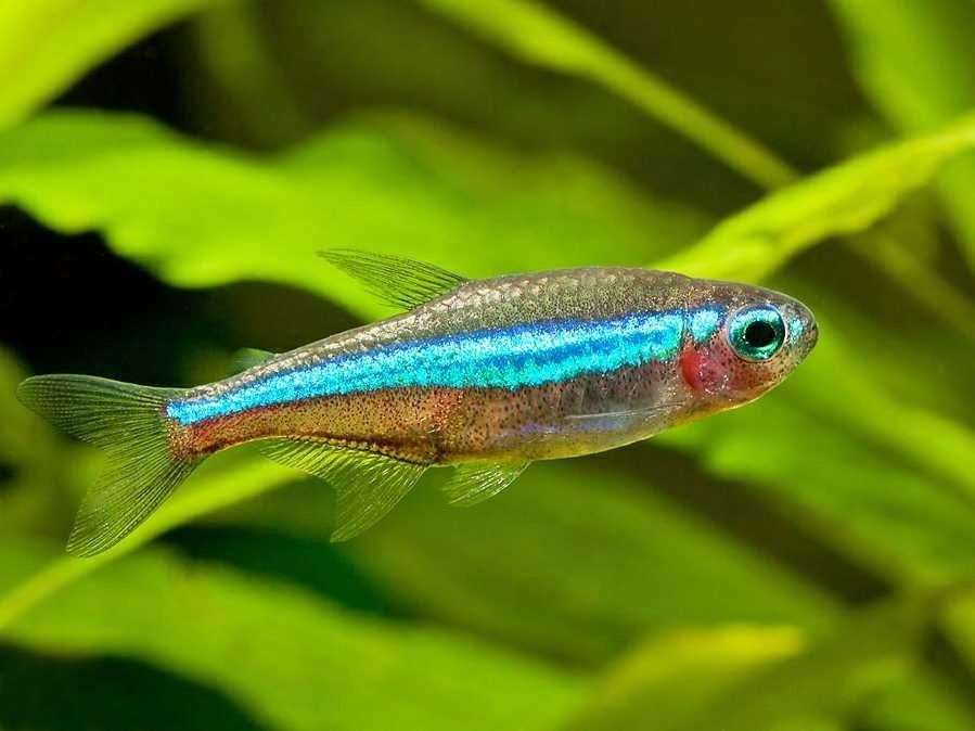 13 valse/blauwe neons, Vis