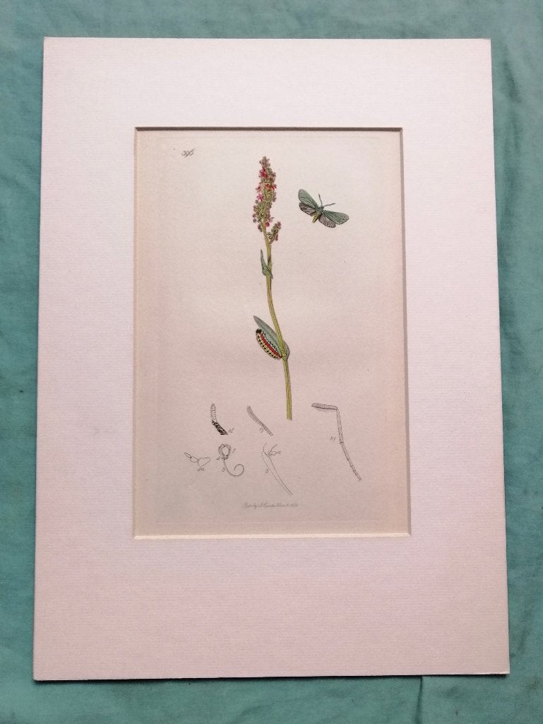 Antieke kopergravure groene boswachtervlinder - 1832, Antiek en Kunst, Ophalen of Verzenden, Gravure, Flora en Fauna, Handgekleurd