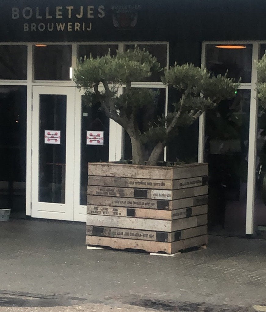 Unieke grote houten plantenbak met olijfboom of beplanting, Ophalen, Gebruikt, Vierkant, 60 tot 100 cm