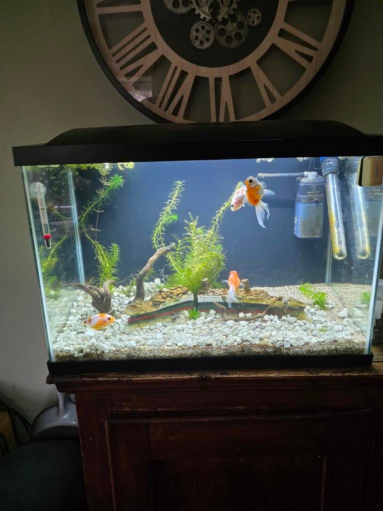 Mooi 60cm aquarium leeg  70L, Dieren en Toebehoren, Vissen | Aquariumvissen, Vis