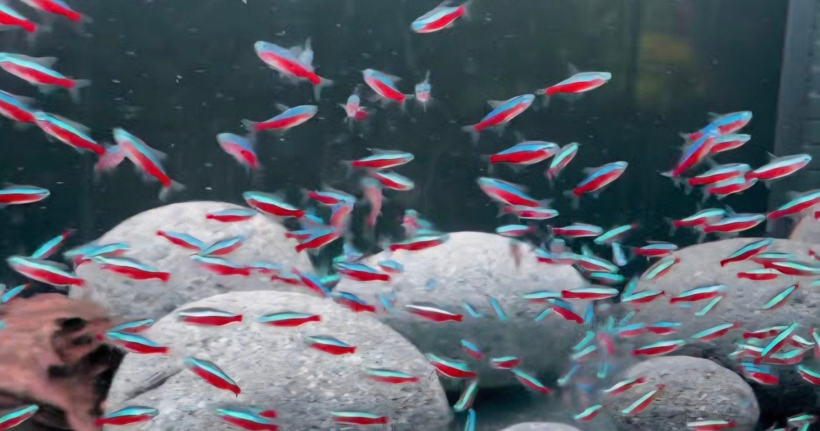 neon tetra 80 stuks., Dieren en Toebehoren, Vissen | Aquariumvissen, Vis