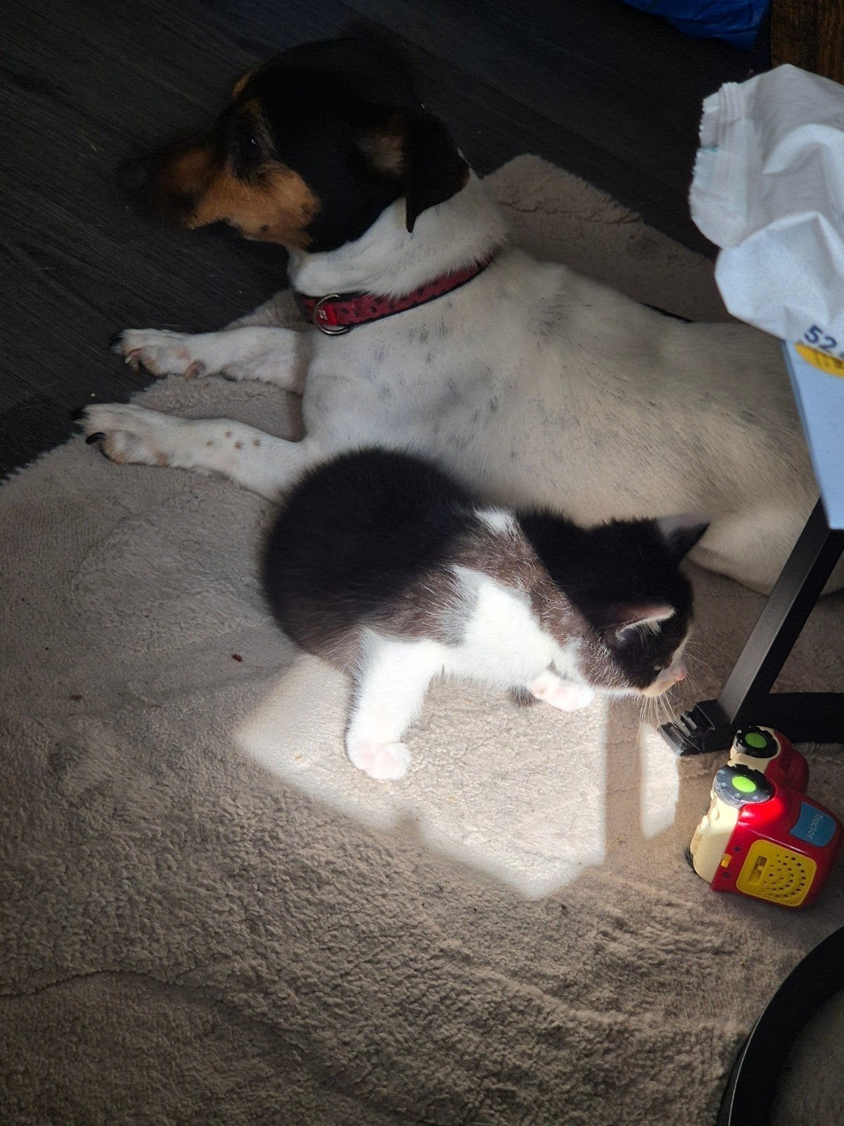 Kittens, Meerdere dieren