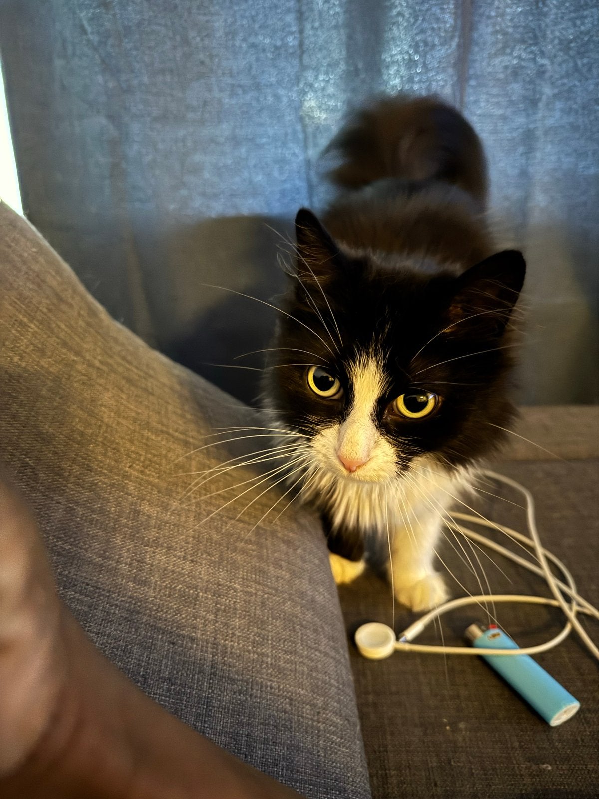 Langharige zwart-witte poes zoekt liefdevol thuis, Poes, Gechipt, 3 tot 5 jaar