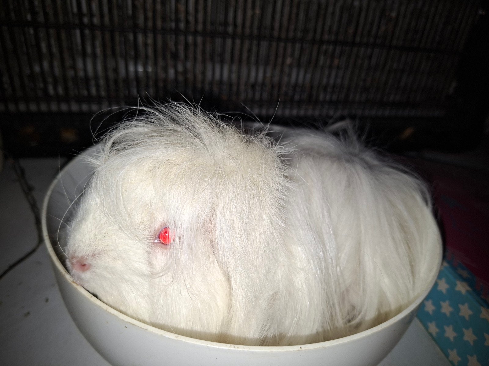 peruvian zeugje, Cavia, Vrouwelijk, Januari, Tam