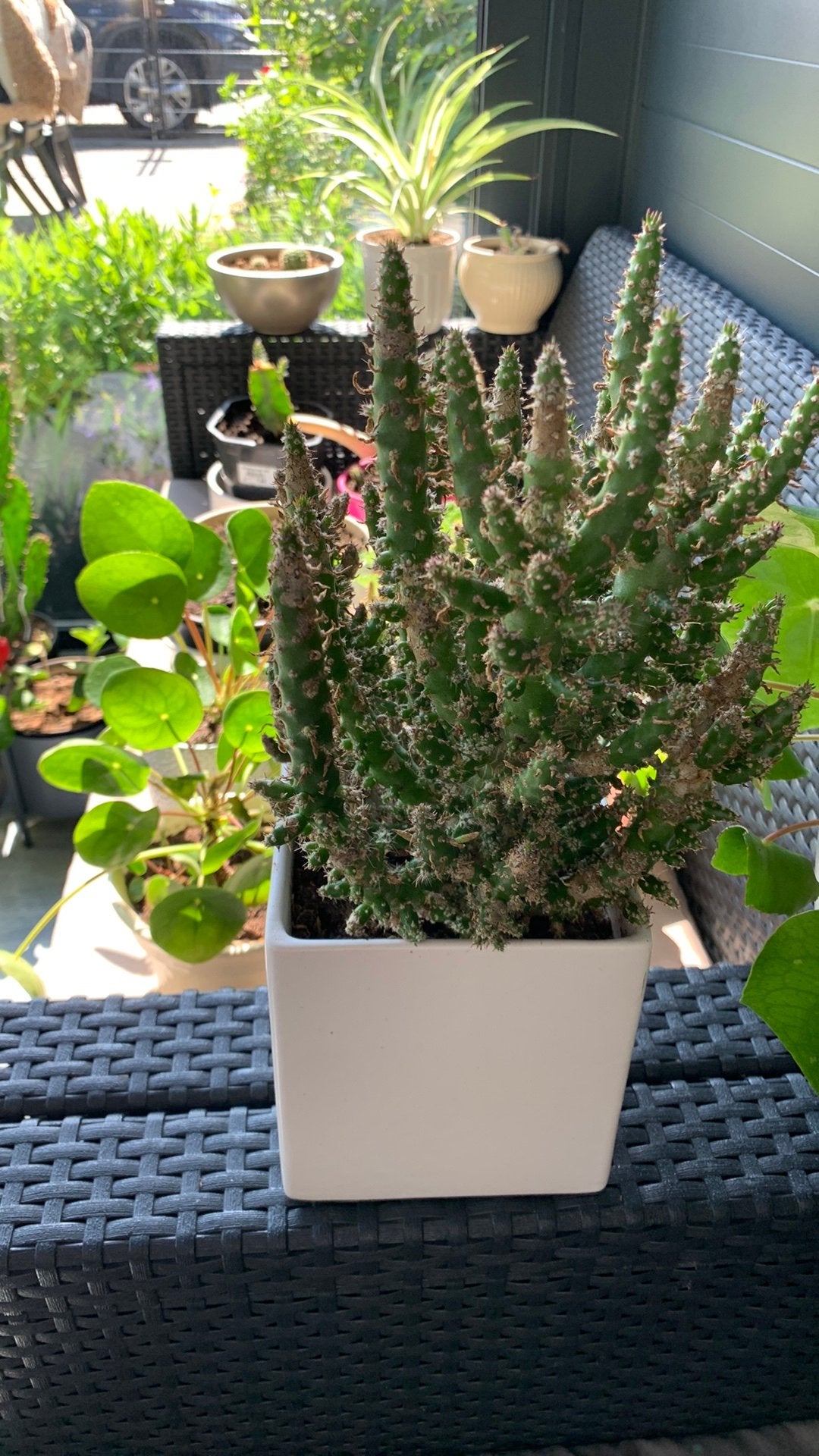 Cactus plant met pot €5, Ophalen, Cactus, Volle zon, Minder dan 100 cm