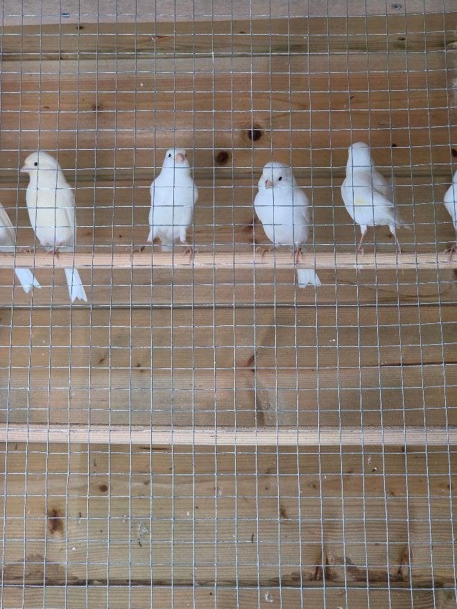 9 lichte kanaries, Dieren en Toebehoren, Geslacht onbekend, Kleurkanarie