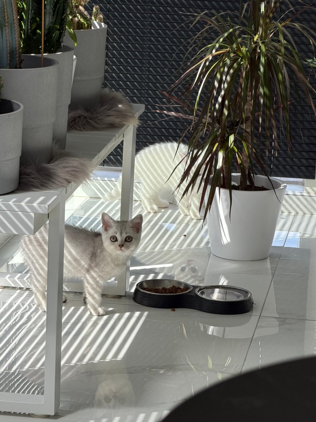 Britse korthaar kitten, Poes, Ontwormd